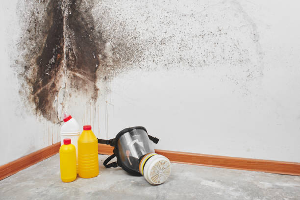 Best Fast Mold Removal  in Keaau, HI