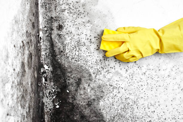 Office Mold Removal Services in Keaau, HI