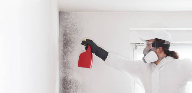 Best Same-Day Mold Removal  in Keaau, HI