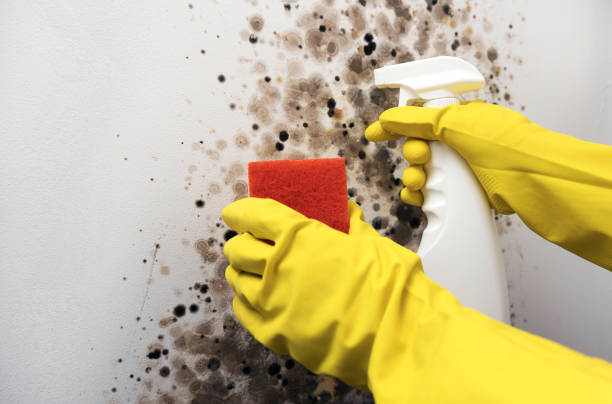 Best Mold Removal Company Near Me  in Keaau, HI