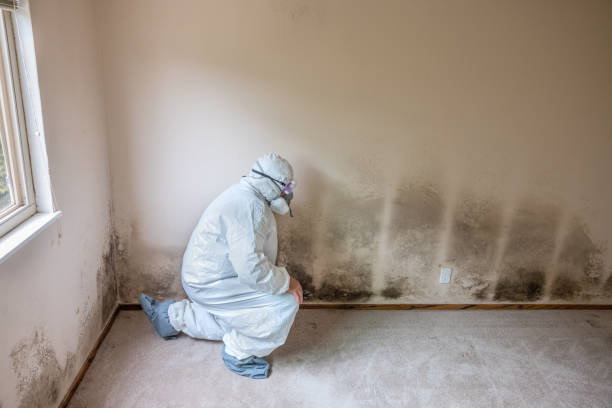 Best Crawl Space Mold Removal  in Keaau, HI
