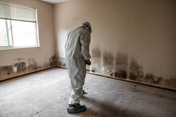 Best Mold Remediation  in Keaau, HI