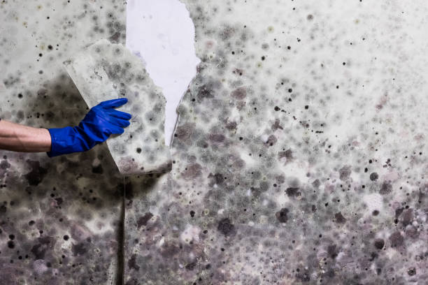 Best Toxic Mold Removal  in Keaau, HI